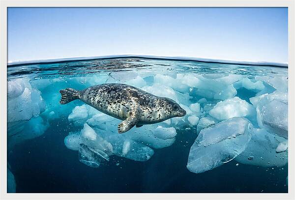 Harp Seal Swimming Beneath Ice