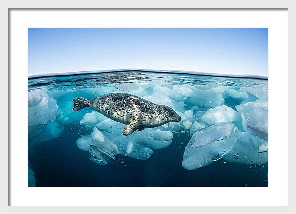 Harp Seal Swimming Beneath Ice