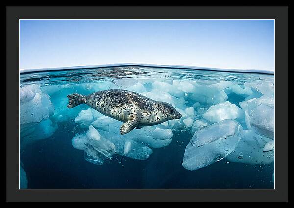 Harp Seal Swimming Beneath Ice