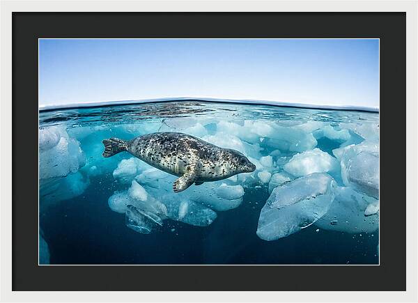 Harp Seal Swimming Beneath Ice