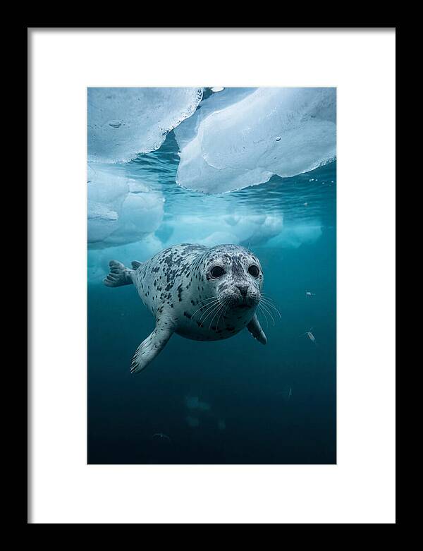 Harp Seal Under Ice
