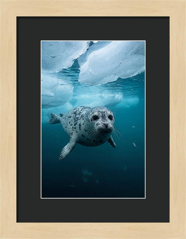 Harp Seal Under Ice