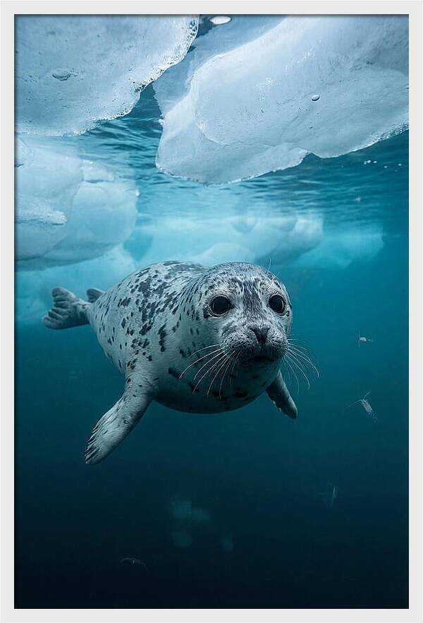 Harp Seal Under Ice