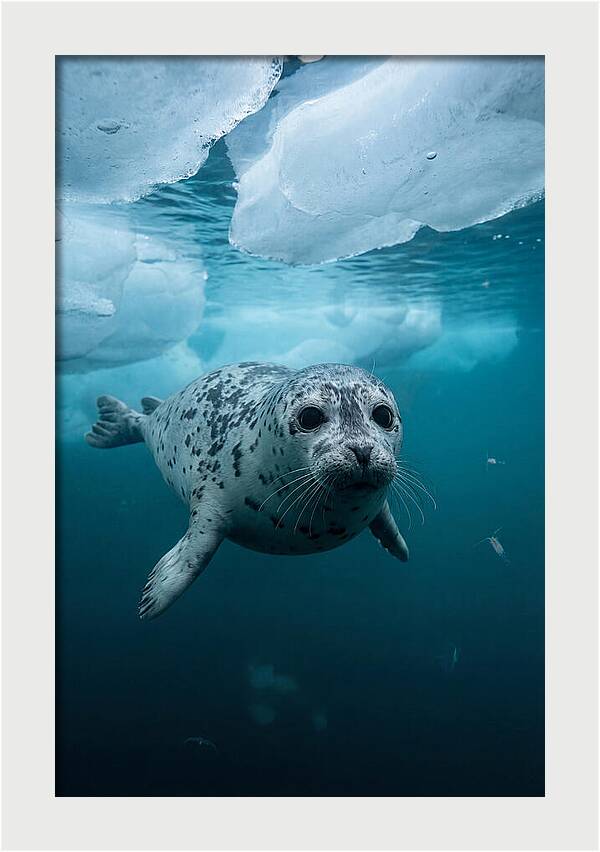 Harp Seal Under Ice