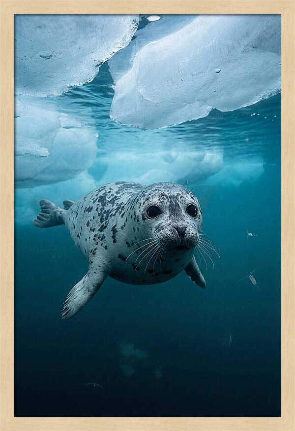 Harp Seal Under Ice