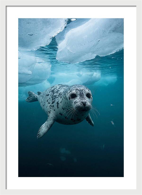 Harp Seal Under Ice