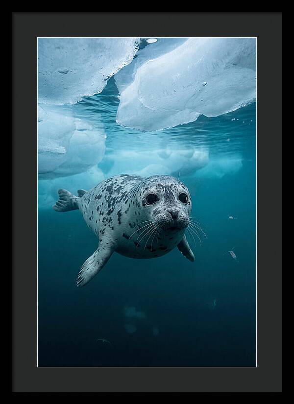 Harp Seal Under Ice