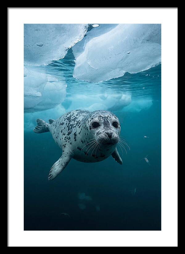 Harp Seal Under Ice