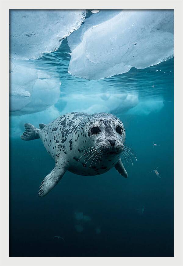 Harp Seal Under Ice