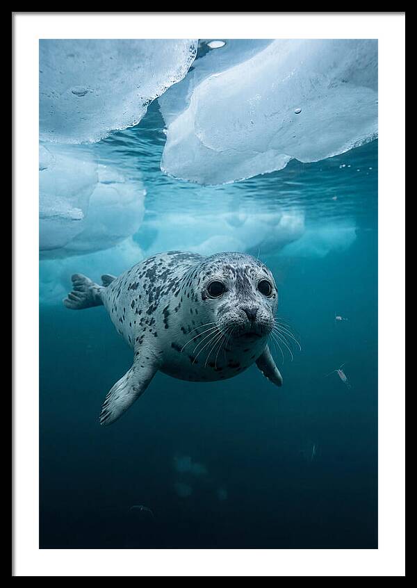 Harp Seal Under Ice
