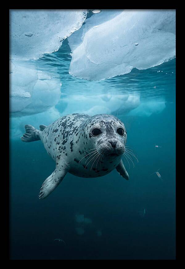 Harp Seal Under Ice