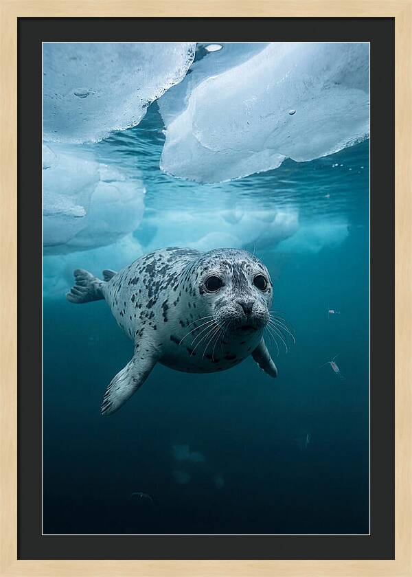 Harp Seal Under Ice