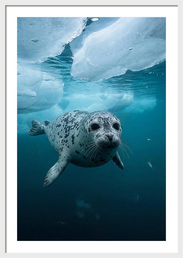 Harp Seal Under Ice