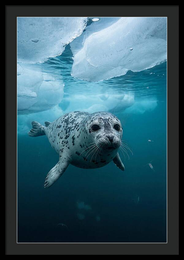 Harp Seal Under Ice