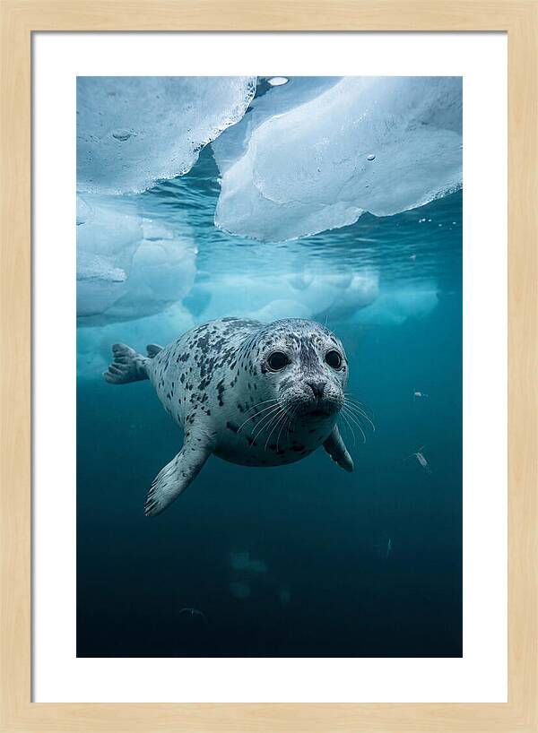 Harp Seal Under Ice