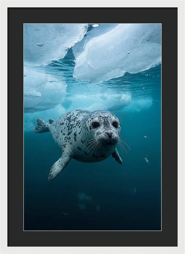 Harp Seal Under Ice