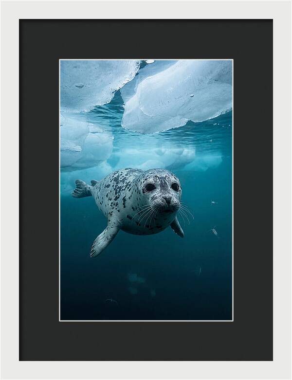 Harp Seal Under Ice