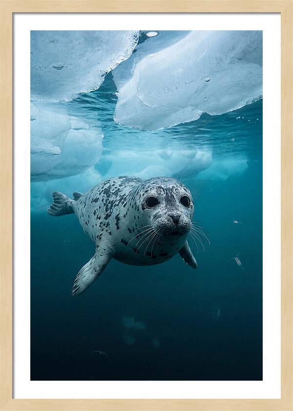Harp Seal Under Ice