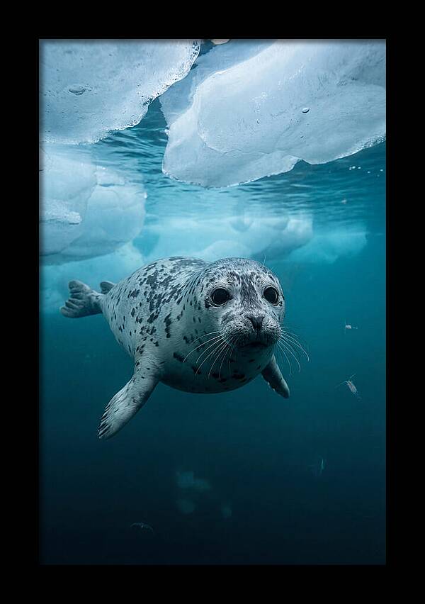 Harp Seal Under Ice