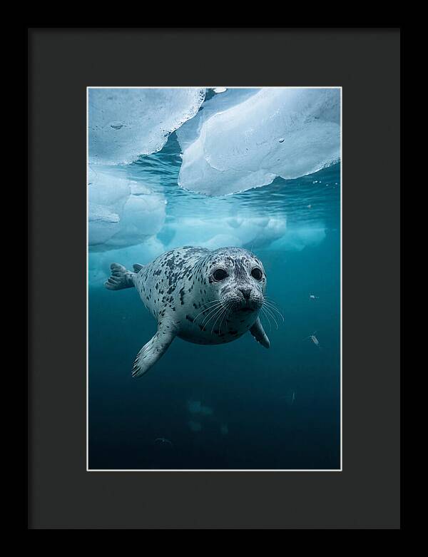 Harp Seal Under Ice