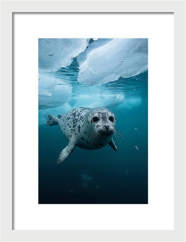 Harp Seal Under Ice