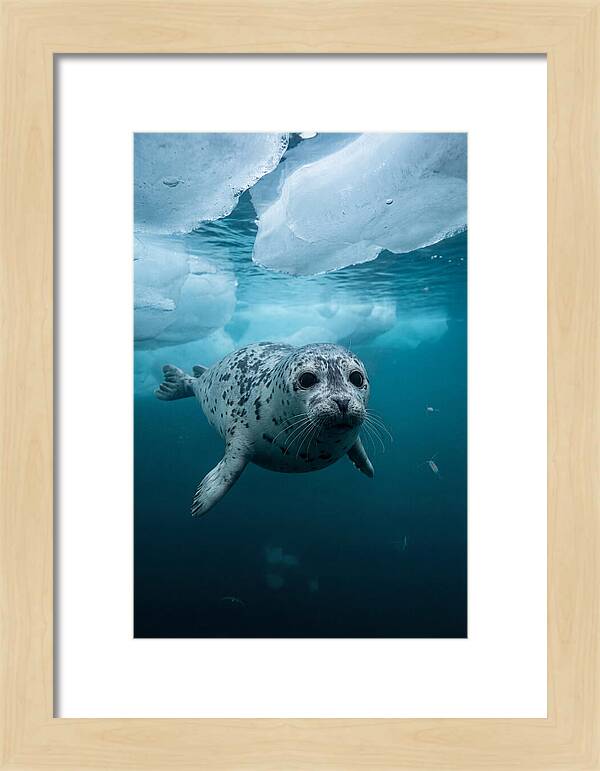 Harp Seal Under Ice