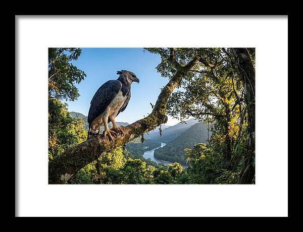 Harpy Eagle Perched Majestically