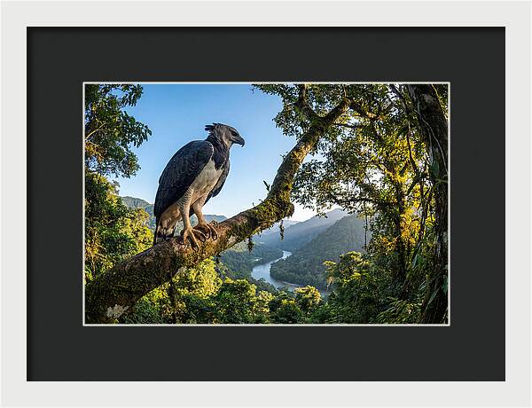 Harpy Eagle Perched Majestically
