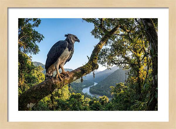 Harpy Eagle Perched Majestically