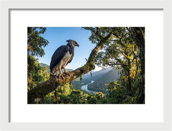 Harpy Eagle Perched Majestically