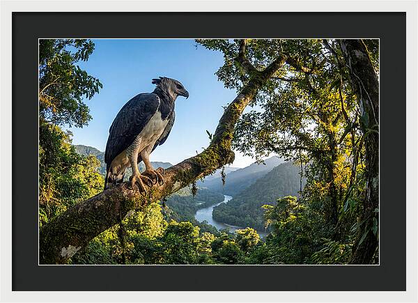 Harpy Eagle Perched Majestically