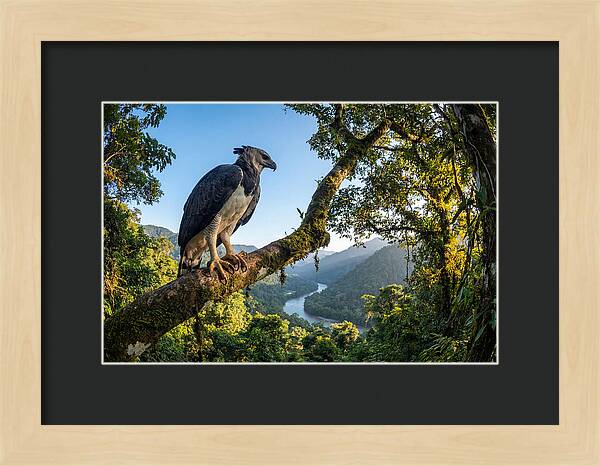 Harpy Eagle Perched Majestically