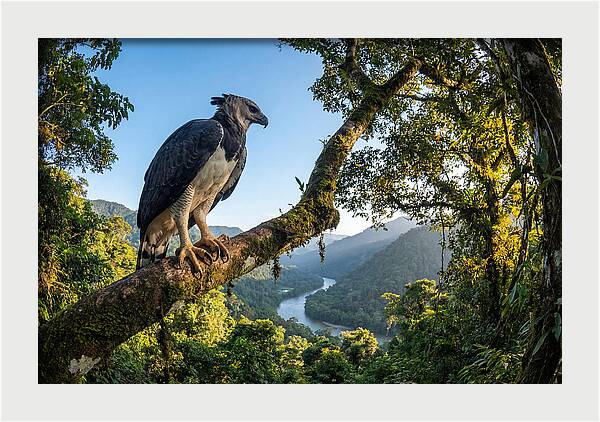 Harpy Eagle Perched Majestically