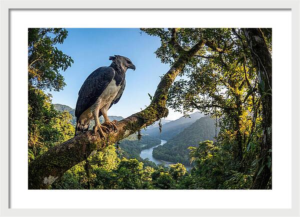 Harpy Eagle Perched Majestically