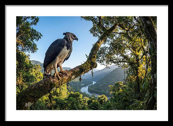 Harpy Eagle Perched Majestically