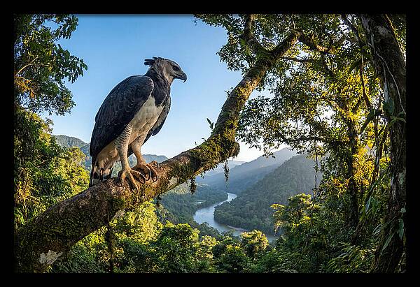 Harpy Eagle Perched Majestically