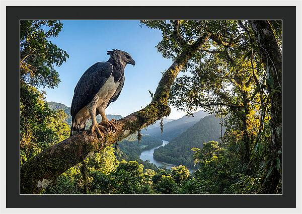 Harpy Eagle Perched Majestically