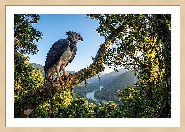 Harpy Eagle Perched Majestically