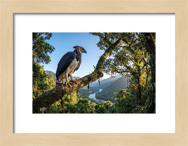 Harpy Eagle Perched Majestically