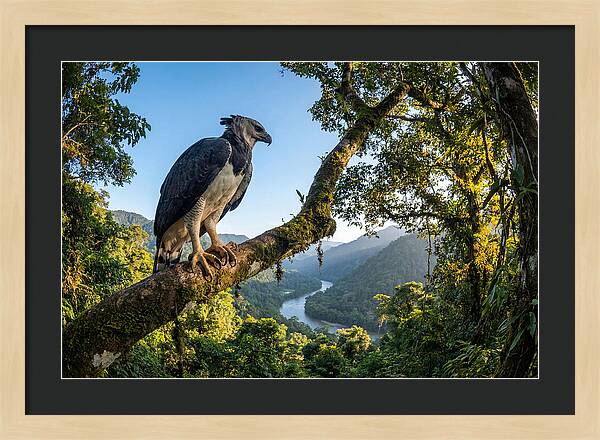 Harpy Eagle Perched Majestically