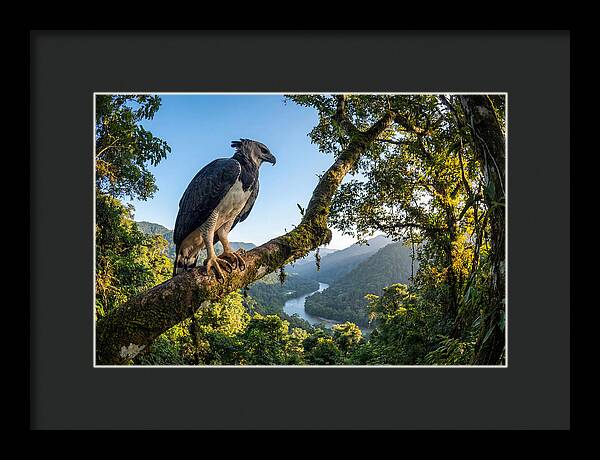 Harpy Eagle Perched Majestically