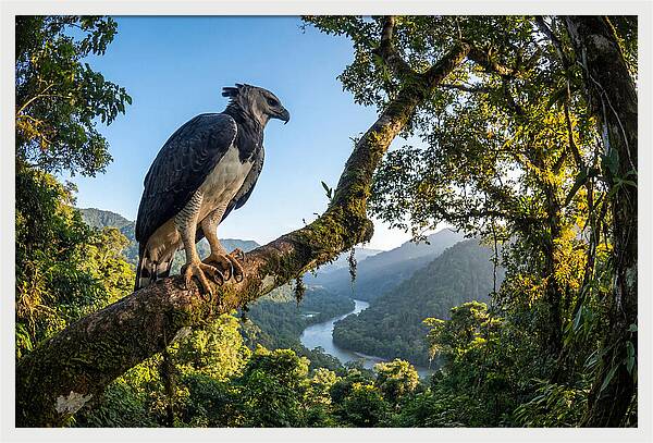 Harpy Eagle Perched Majestically