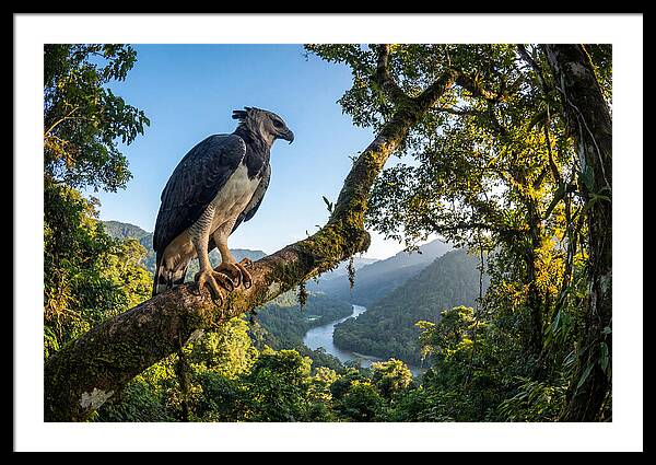 Harpy Eagle Perched Majestically
