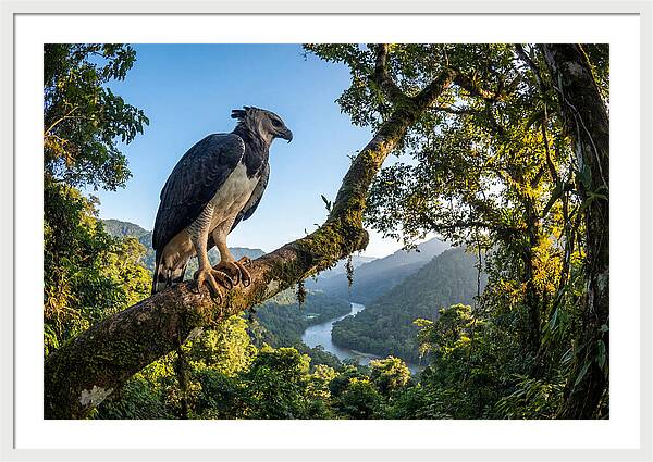 Harpy Eagle Perched Majestically