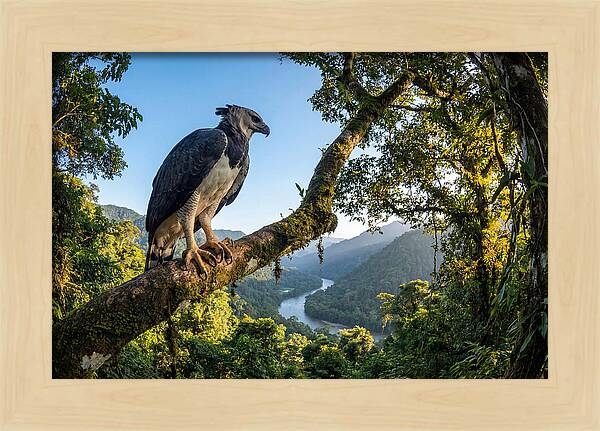 Harpy Eagle Perched Majestically