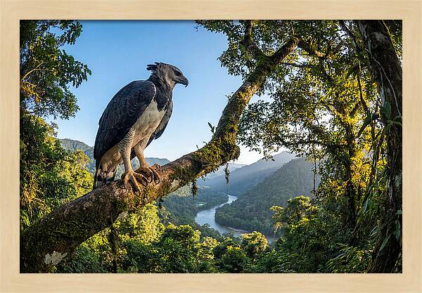 Harpy Eagle Perched Majestically