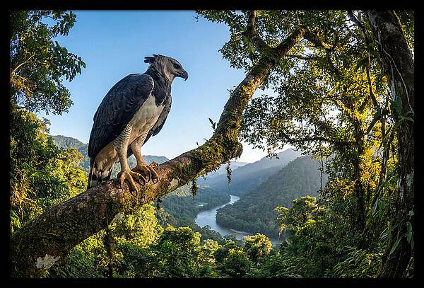 Harpy Eagle Perched Majestically