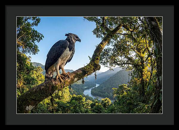 Harpy Eagle Perched Majestically
