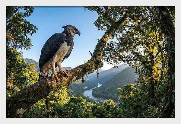Harpy Eagle Perched Majestically