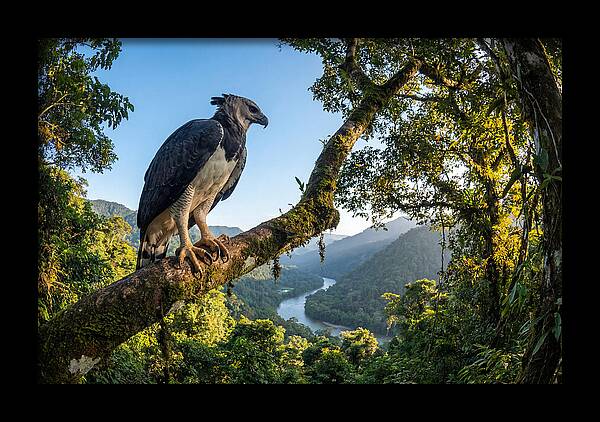 Harpy Eagle Perched Majestically